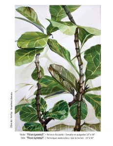 ficus-lyrata2